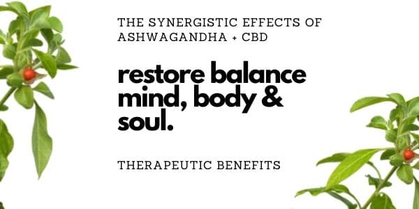 Synergistic Effects Of CBD + Ashwagandha