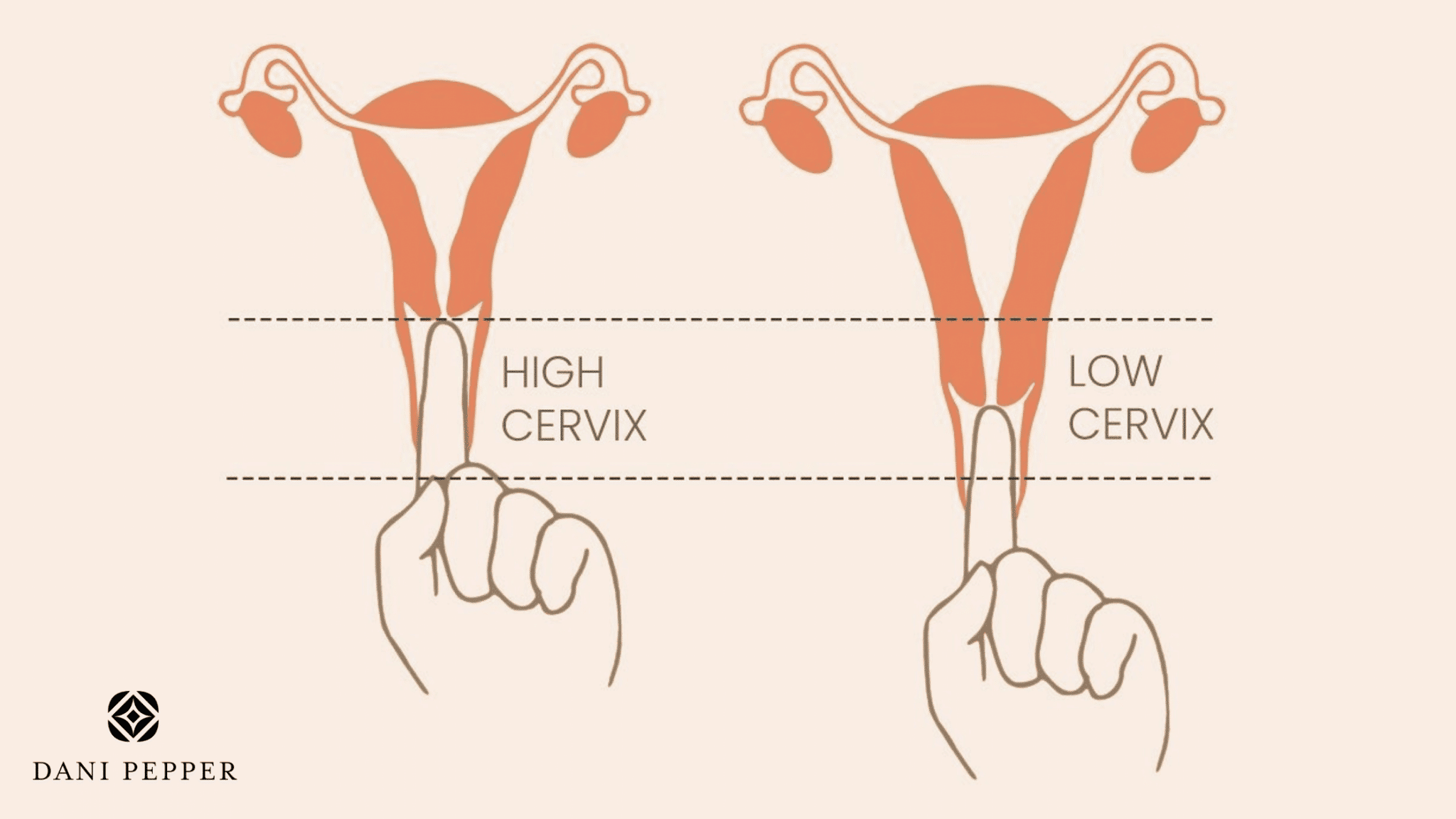 why-all-women-should-know-the-height-of-their-cervix-dani-pepper